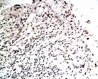 Anti-EGFL7 antibody used in IHC (Paraffin sections) (IHC-P). GTX37429