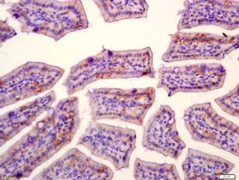 Anti-SLAMF7 antibody used in IHC (Paraffin sections) (IHC-P). GTX37440
