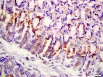 Anti-SLAMF7 antibody used in IHC (Paraffin sections) (IHC-P). GTX37440