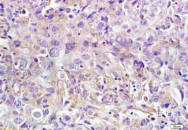 Anti-NKp44 antibody used in IHC (Paraffin sections) (IHC-P). GTX37443