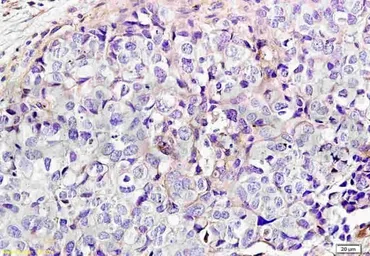 Anti-NKp44 antibody used in IHC (Paraffin sections) (IHC-P). GTX37443