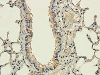 Anti-CD83 antibody used in IHC (Paraffin sections) (IHC-P). GTX37446