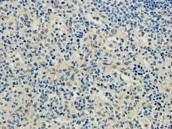 Anti-CD83 antibody used in IHC (Paraffin sections) (IHC-P). GTX37446