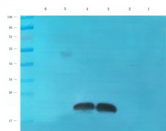 Anti-CD83 antibody used in Western Blot (WB). GTX37446
