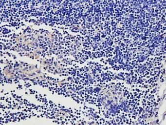 Anti-CD69 antibody used in IHC (Paraffin sections) (IHC-P). GTX37447