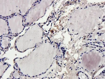 Anti-CD69 antibody used in IHC (Paraffin sections) (IHC-P). GTX37447