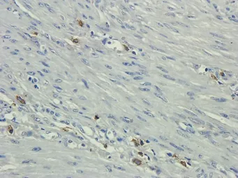 Anti-CD35 antibody used in IHC (Paraffin sections) (IHC-P). GTX37450