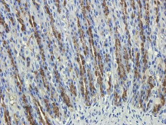 Anti-CD35 antibody used in IHC (Paraffin sections) (IHC-P). GTX37450