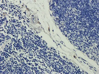 Anti-CD35 antibody used in IHC (Paraffin sections) (IHC-P). GTX37450