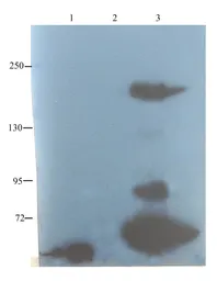 Anti-CD35 antibody used in Western Blot (WB). GTX37450