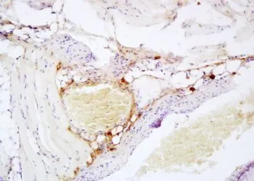 Anti-CD26 antibody used in IHC (Paraffin sections) (IHC-P). GTX37454