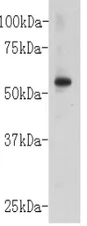 Anti-CD147 antibody used in Western Blot (WB). GTX37481