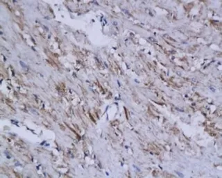 Anti-WDR26 antibody used in IHC (Paraffin sections) (IHC-P). GTX37516