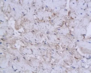 Anti-WDR26 antibody used in IHC (Paraffin sections) (IHC-P). GTX37516