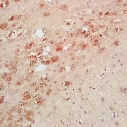 Anti-Thyrotropin releasing hormone antibody used in IHC (Paraffin sections) (IHC-P). GTX37532