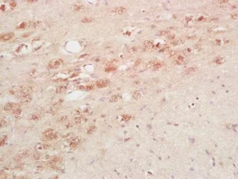 Anti-Thyrotropin releasing hormone antibody used in IHC (Paraffin sections) (IHC-P). GTX37532