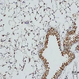 Anti-Surfactant Protein D antibody used in IHC (Paraffin sections) (IHC-P). GTX37537