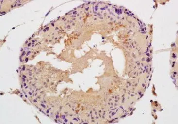 Anti-SPAG5 antibody used in IHC (Paraffin sections) (IHC-P). GTX37539