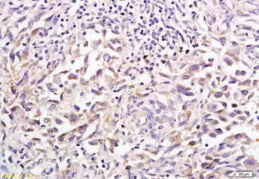 Anti-Shh antibody used in IHC (Paraffin sections) (IHC-P). GTX37548