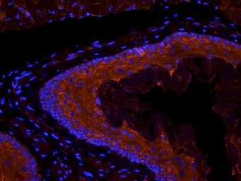 Anti-Semaphorin 3A antibody used in IHC (Frozen sections) (IHC-Fr). GTX37550