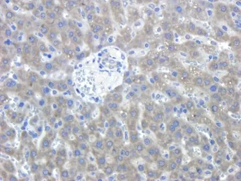 Anti-Semaphorin 3A antibody used in IHC (Paraffin sections) (IHC-P). GTX37550