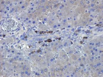 Anti-Semaphorin 3A antibody used in IHC (Paraffin sections) (IHC-P). GTX37550