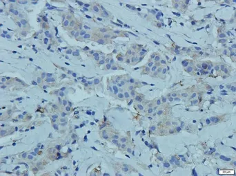 Anti-Semaphorin 3A antibody used in IHC (Paraffin sections) (IHC-P). GTX37550