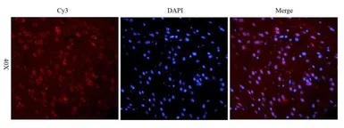 Anti-Reelin antibody used in IHC (Frozen sections) (IHC-Fr). GTX37552