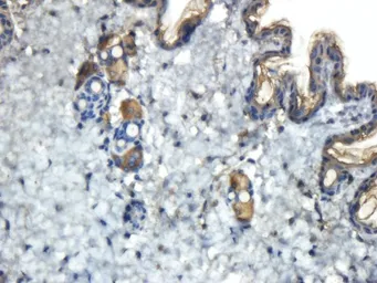 Anti-Reelin antibody used in IHC (Paraffin sections) (IHC-P). GTX37552