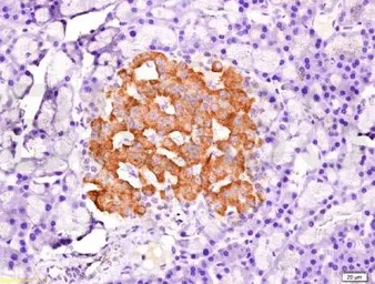 Anti-PDX1 antibody used in IHC (Paraffin sections) (IHC-P). GTX37568