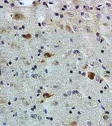 Anti-PACAP antibody used in IHC (Paraffin sections) (IHC-P). GTX37576