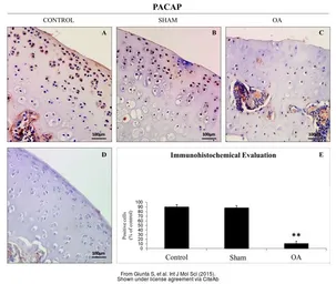 Anti-PACAP antibody used in IHC (Paraffin sections) (IHC-P). GTX37576