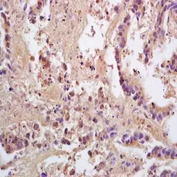 Anti-PACAP antibody used in IHC (Paraffin sections) (IHC-P). GTX37577