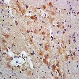 Anti-PACAP antibody used in IHC (Paraffin sections) (IHC-P). GTX37577