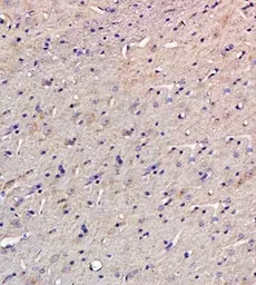 Anti-Osteopontin antibody used in IHC (Paraffin sections) (IHC-P). GTX37581