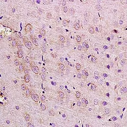Anti-NMDAR2D antibody used in IHC (Paraffin sections) (IHC-P). GTX37591