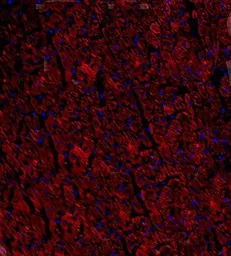 Anti-NPY1R antibody used in IHC (Frozen sections) (IHC-Fr). GTX37593