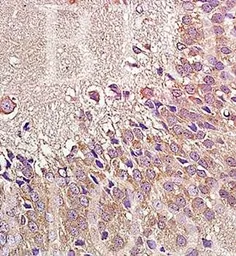 Anti-NPY1R antibody used in IHC (Paraffin sections) (IHC-P). GTX37593
