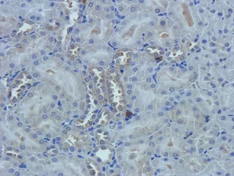 Anti-Nestin antibody used in IHC (Paraffin sections) (IHC-P). GTX37606