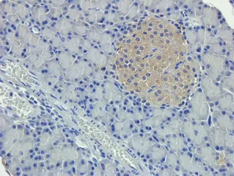 Anti-Nestin antibody used in IHC (Paraffin sections) (IHC-P). GTX37606