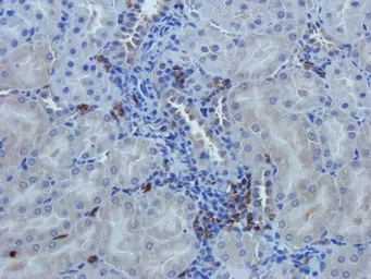 Anti-Nestin antibody used in IHC (Paraffin sections) (IHC-P). GTX37606