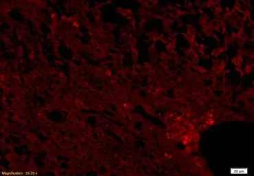 Anti-NCX3 antibody used in IHC (Frozen sections) (IHC-Fr). GTX37608