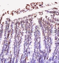 Anti-IL10 antibody used in IHC (Paraffin sections) (IHC-P). GTX37657