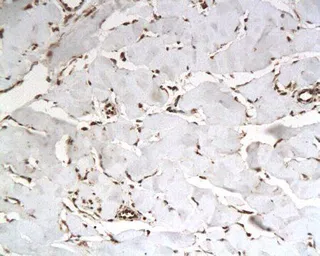 Anti-IASPP antibody used in IHC (Paraffin sections) (IHC-P). GTX37659