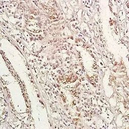 Anti-GPA33 antibody used in IHC (Paraffin sections) (IHC-P). GTX37682