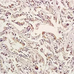 Anti-GPA33 antibody used in IHC (Paraffin sections) (IHC-P). GTX37682
