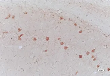 Anti-Galanin antibody used in IHC (Frozen sections) (IHC-Fr). GTX37691