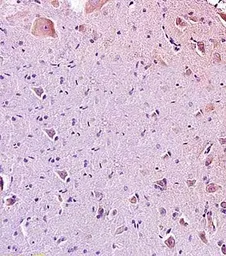 Anti-Galanin antibody used in IHC (Paraffin sections) (IHC-P). GTX37691