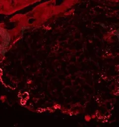 Anti-Fibronectin antibody used in IHC (Frozen sections) (IHC-Fr). GTX37694