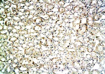 Anti-Fibronectin antibody used in IHC (Paraffin sections) (IHC-P). GTX37694